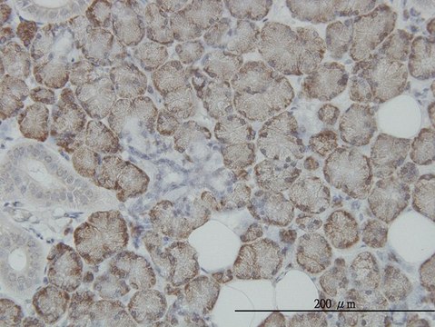 Monoclonal Anti-ITM1 antibody produced in mouse clone 4D4, purified immunoglobulin, buffered aqueous solution