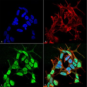 Monoclonal Anti-NaVbeta3-Atto 594 antibody produced in mouse clone S396-29