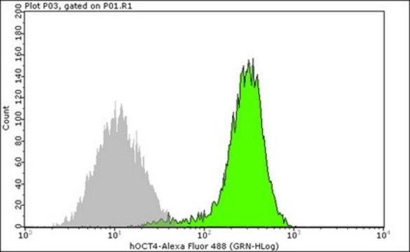 Anti-Oct-4 Antibody, clone 10H11.2, Alexa Fluor&#8482; 488 conjugate clone 10H11.2, from mouse, ALEXA FLUOR&#8482; 488