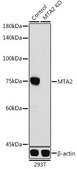 Anti- MTA2 antibody produced in rabbit