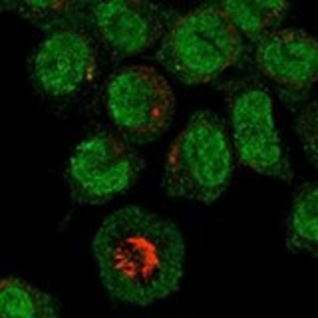 Anti-MEFV antibody produced in rabbit Prestige Antibodies® Powered by Atlas Antibodies, affinity isolated antibody, buffered aqueous glycerol solution