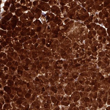 Anti-AMY1A antibody produced in rabbit Prestige Antibodies® Powered by Atlas Antibodies, affinity isolated antibody, buffered aqueous glycerol solution