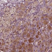 Anti-PORCN antibody produced in rabbit Prestige Antibodies® Powered by Atlas Antibodies, affinity isolated antibody