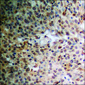 Anti-phospho-RAD52 (pTyr104) antibody produced in rabbit affinity isolated antibody