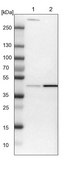 Anti-MAPK3 antibody produced in rabbit Ab2, Prestige Antibodies® Powered by Atlas Antibodies, affinity isolated antibody, buffered aqueous glycerol solution