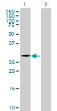 Anti-CHMP4C antibody produced in mouse purified immunoglobulin, buffered aqueous solution