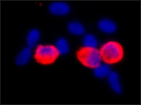 单克隆抗-c-Myc 小鼠抗 clone 9E10, ascites fluid