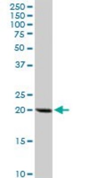 Anti-DHFR antibody produced in rabbit purified immunoglobulin, buffered aqueous solution