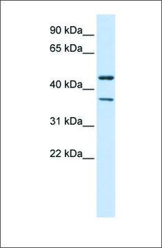 Anti-KCNJ4 antibody produced in rabbit affinity isolated antibody