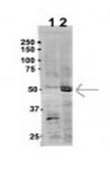 Anti-UBA3, (N-terminal) antibody produced in rabbit affinity isolated antibody