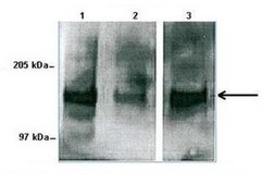 Anti-RAPGEF2 antibody produced in rabbit affinity isolated antibody