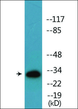 Anti-phospho-TNFRSF5 (pThr254) antibody produced in rabbit affinity isolated antibody