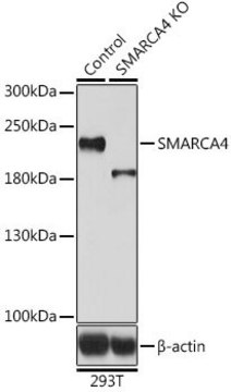 Anti-SMARCA4 antibody produced in rabbit