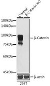 Anti- β-Catenin antibody produced in mouse