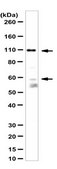Anti-Pro-neuregulin-1, membrane-bound isoform (NRG1 Antibody) from rabbit, purified by affinity chromatography