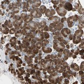 Anti-NUCB2 antibody produced in rabbit Prestige Antibodies® Powered by Atlas Antibodies, affinity isolated antibody, buffered aqueous glycerol solution