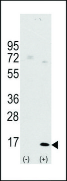 抗-LC3 (APG8A) (D106) 兔抗 affinity isolated antibody, buffered aqueous solution