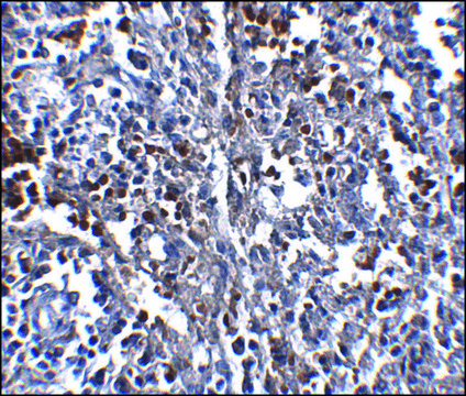 Monoclonal Anti-ORAI1 antibody produced in mouse clone 3F6H5, purified immunoglobulin, buffered aqueous solution