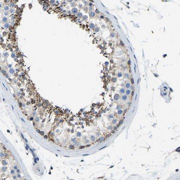 Anti-ZNF200 antibody produced in rabbit Prestige Antibodies&#174; Powered by Atlas Antibodies, affinity isolated antibody, buffered aqueous glycerol solution