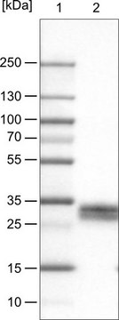 Monoclonal Anti-THY1 antibody produced in mouse Prestige Antibodies&#174; Powered by Atlas Antibodies, clone CL1028, purified immunoglobulin, buffered aqueous glycerol solution