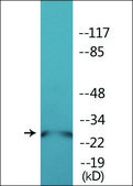Anti-phospho-Akt1 S1 (pThr246) antibody produced in rabbit affinity isolated antibody