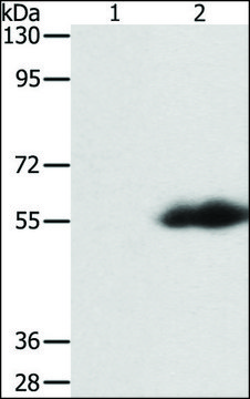 Anti-FLAG Tag antibody produced in rabbit affinity isolated antibody