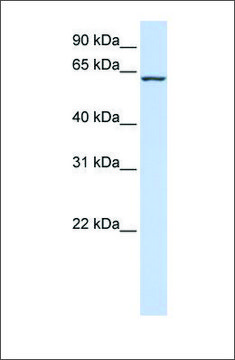 Anti-PROC antibody produced in rabbit affinity isolated antibody