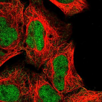 Anti-NR2C1 antibody produced in rabbit Prestige Antibodies&#174; Powered by Atlas Antibodies, affinity isolated antibody