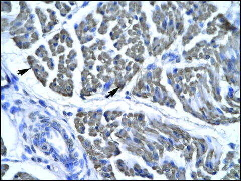 Anti-EYA3 antibody produced in rabbit affinity isolated antibody