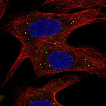 Anti-ABCB9 antibody produced in rabbit Prestige Antibodies&#174; Powered by Atlas Antibodies, affinity isolated antibody