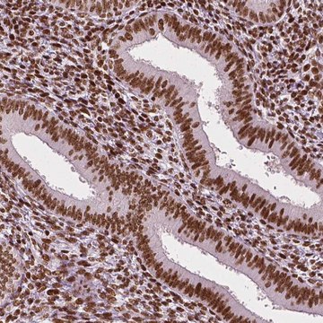 Monoclonal Anti-CTCF antibody produced in mouse Prestige Antibodies&#174; Powered by Atlas Antibodies, clone CL0307, purified immunoglobulin, buffered aqueous glycerol solution