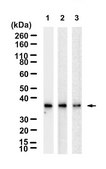 Anti-Fibrillarin/FBL Antibody, clone 1G19 ZooMAb® Rabbit Monoclonal recombinant, expressed in HEK 293 cells