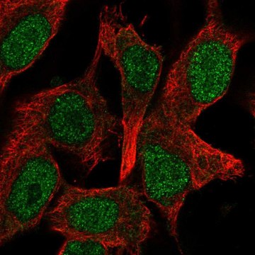 Anti-GATAD1 antibody produced in rabbit Prestige Antibodies&#174; Powered by Atlas Antibodies, affinity isolated antibody