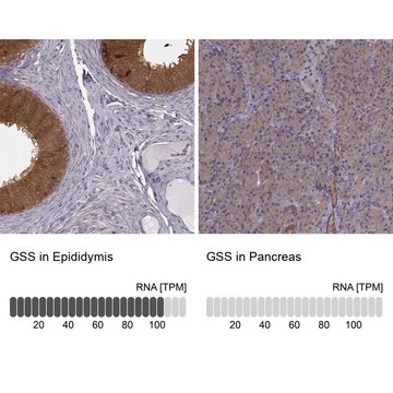 Anti-GSS antibody produced in rabbit Prestige Antibodies&#174; Powered by Atlas Antibodies, affinity isolated antibody