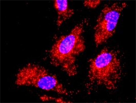 Monoclonal Anti-TRAF2 antibody produced in mouse clone 4C11, purified immunoglobulin, buffered aqueous solution