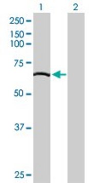 Anti-GBP2 antibody produced in mouse IgG fraction of antiserum, buffered aqueous solution