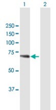 Anti-WDR20 antibody produced in mouse purified immunoglobulin, buffered aqueous solution