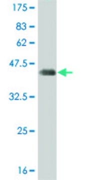 ANTI-T antibody produced in mouse clone 2A12, purified immunoglobulin, buffered aqueous solution