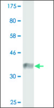 Monoclonal Anti-CLASP1 antibody produced in mouse clone 6E10, purified immunoglobulin, buffered aqueous solution