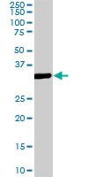 ANTI-MEOX2 antibody produced in mouse clone 5E1, purified immunoglobulin, buffered aqueous solution