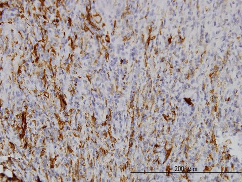 Monoclonal Anti-SCGN antibody produced in mouse clone 2G7, purified immunoglobulin, buffered aqueous solution