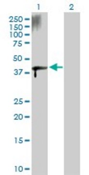 Anti-ZFYVE19 antibody produced in rabbit purified immunoglobulin, buffered aqueous solution