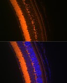 Anti-VAMP2 Antibody, clone 8X9D9, Rabbit Monoclonal