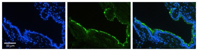 Anti-HSP90B1 antibody produced in rabbit affinity isolated antibody