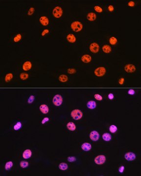 Anti-BAF57/SMARCE1 Antibody, clone 9L5F6, Rabbit Monoclonal