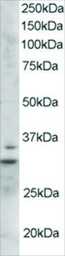 Anti-LIME1 antibody produced in goat affinity isolated antibody, buffered aqueous solution