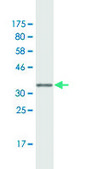 Monoclonal Anti-RBP7, (C-terminal) antibody produced in mouse clone 4F4, purified immunoglobulin, buffered aqueous solution