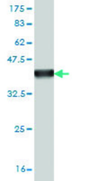 Monoclonal Anti-PPFIA4 antibody produced in mouse clone 3B1, purified immunoglobulin, buffered aqueous solution