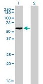 Monoclonal Anti-GTF2H1 antibody produced in mouse clone 1F12-1B5, purified immunoglobulin, buffered aqueous solution
