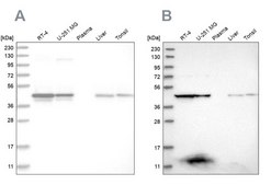 Anti-KYAT3 antibody produced in rabbit Prestige Antibodies® Powered by Atlas Antibodies, affinity isolated antibody, buffered aqueous glycerol solution, Ab2